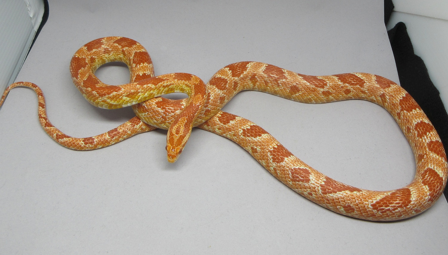 Ruby Corn Snake by 7Snakes - MorphMarket
