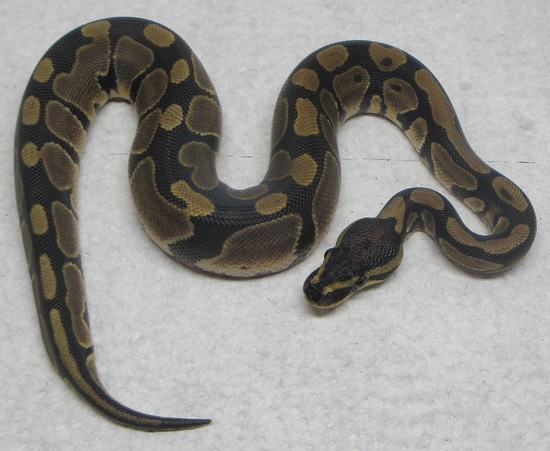 Normal 100% Dh Pied/VPI Axanthic Ball Python by 7Snakes