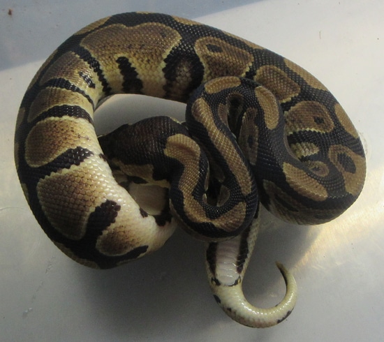 Normal 100% Dh Pied/VPI Axanthic Ball Python by 7Snakes