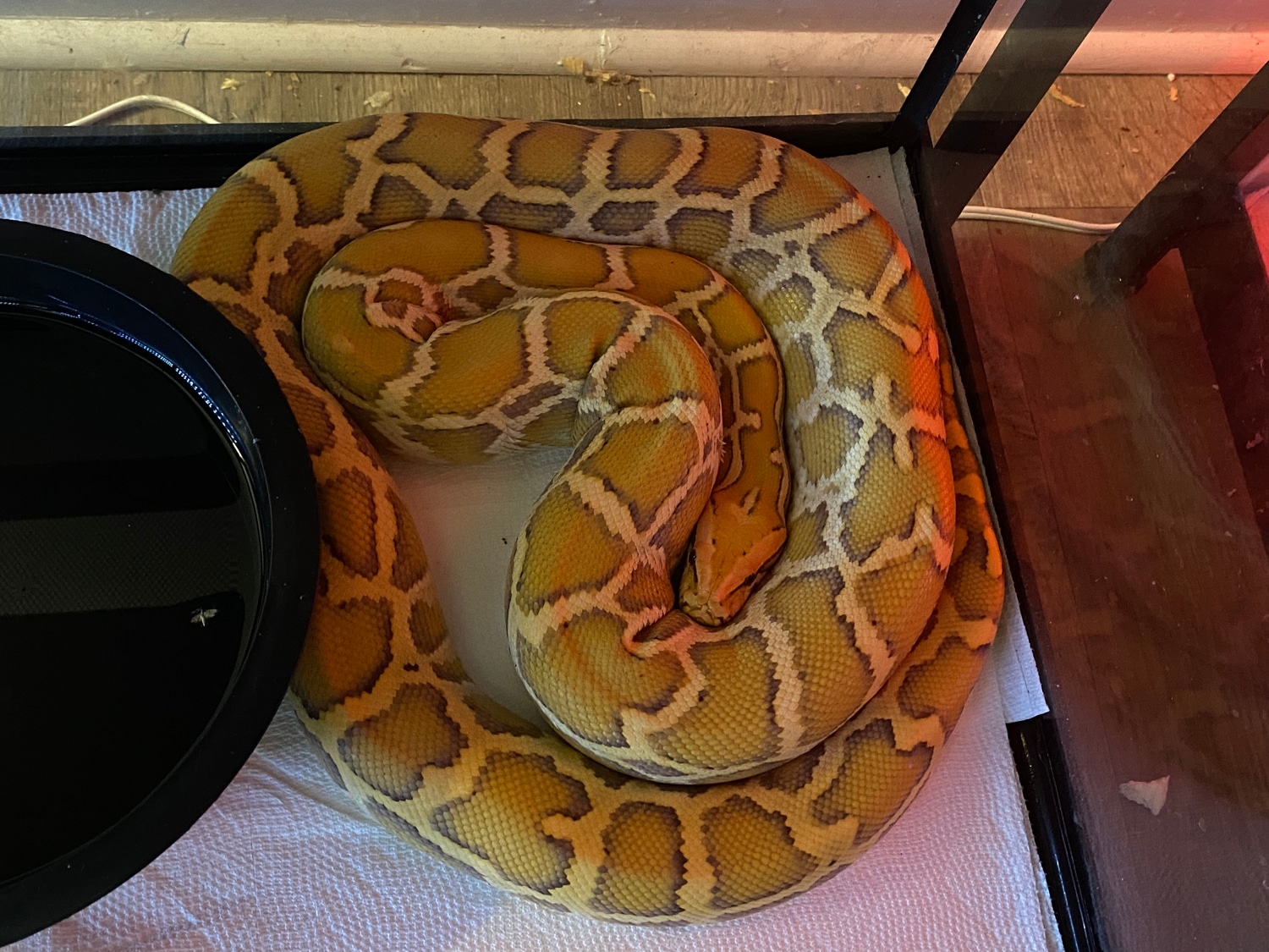 Gulf Coast Caramel Burmese Python by The Snake Mann - MorphMarket