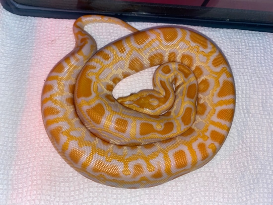 Albino Het Labyrinth Burmese Python by The Snake Mann