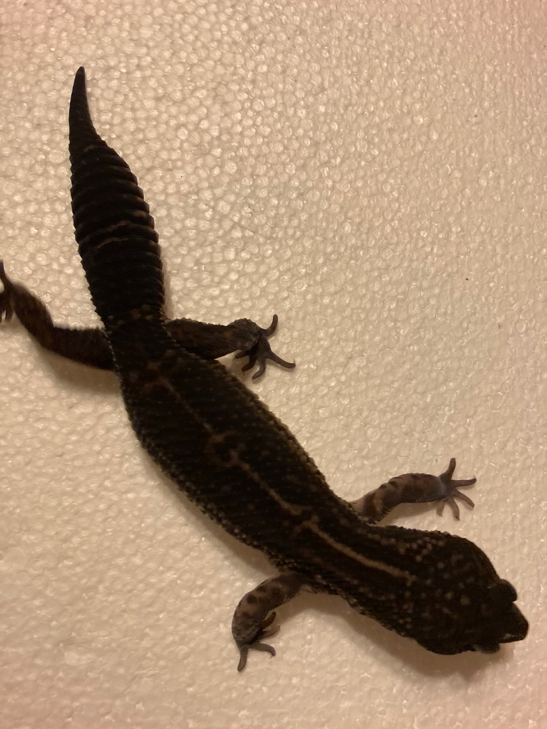 Black Night Leopard Gecko by Royal Gecko - MorphMarket