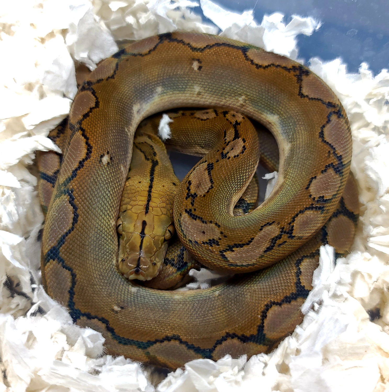 50% Super Dwarf 12.5% Dwarf Motley 100% Het Purple 66% Het Anery ...