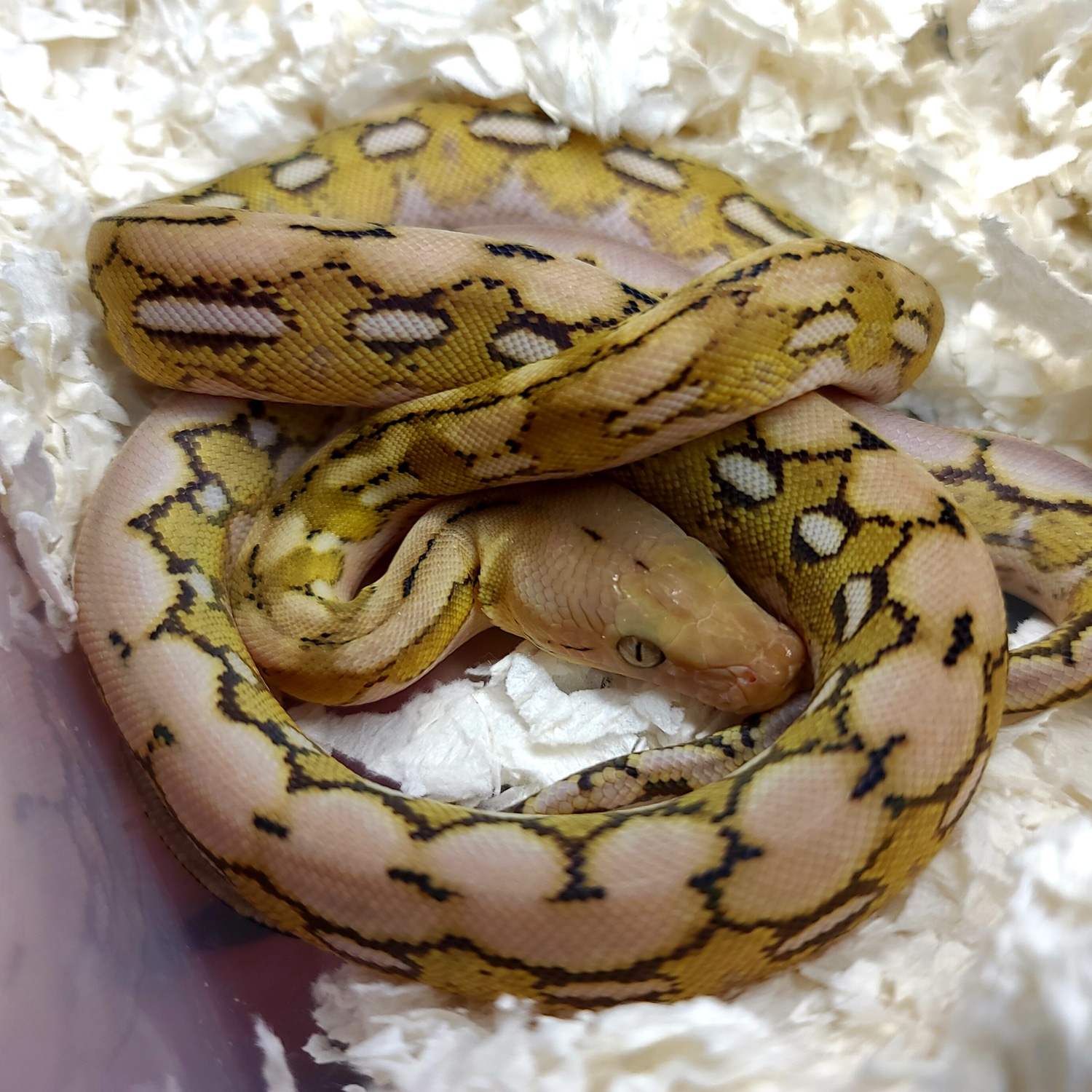 50% Super Dwarf 9.37 % Dwarf Platinum Tiger 100% Het Purple Albino 66% ...