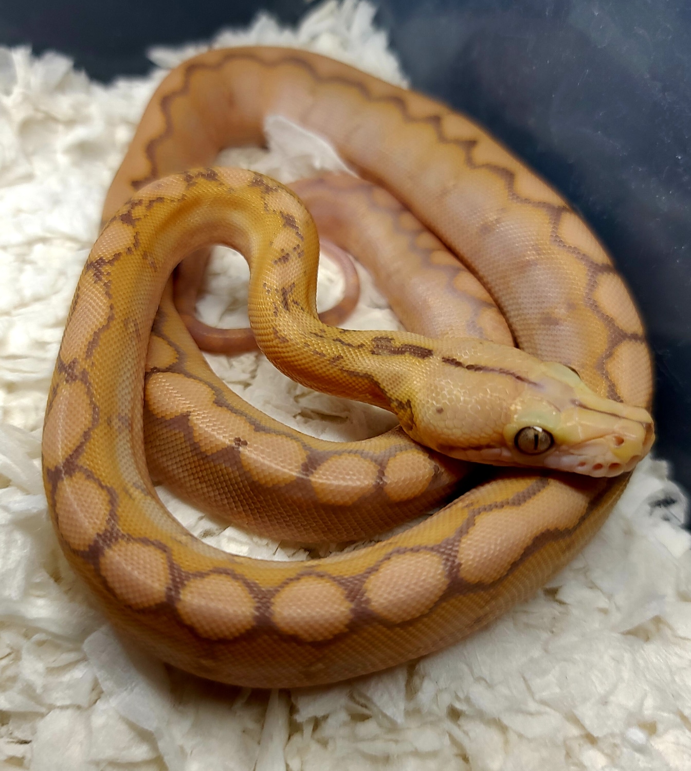 50% Super Dwarf 12.5% Dwarf Purple Motley 66% Het Anery Reticulated ...