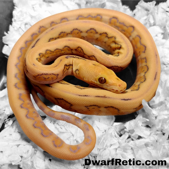 Kalaotoa Super Dwarf Purple Motley Tiger Jaguar 100% Het Anery ...