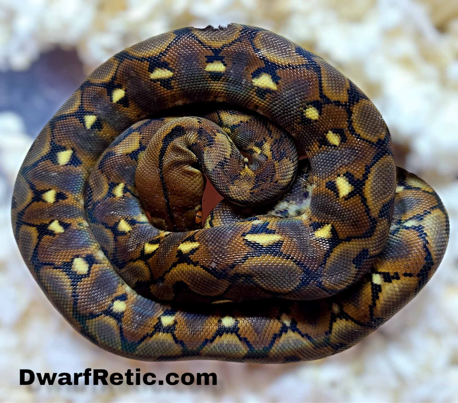 Super Dwarf 100% Double Het Purple Snow Reticulated Python by Hell ...