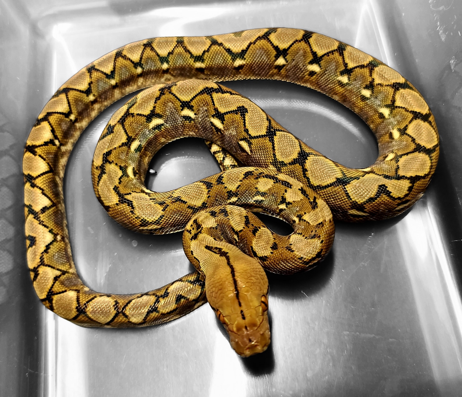 Super Dwarf 100% Double Het Purple Snow Reticulated Python by Hell ...