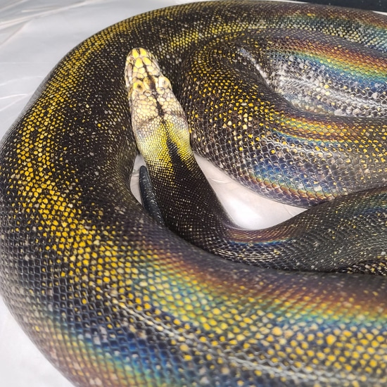Golden Child Calico Orange Ghost Stripe Reticulated Python by Hell ...