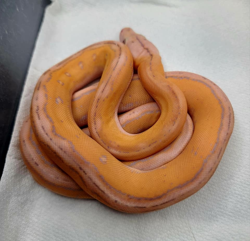 Kalatoa Super Dwarf Purple Motley Tiger 100% Het Anery Reticulated ...
