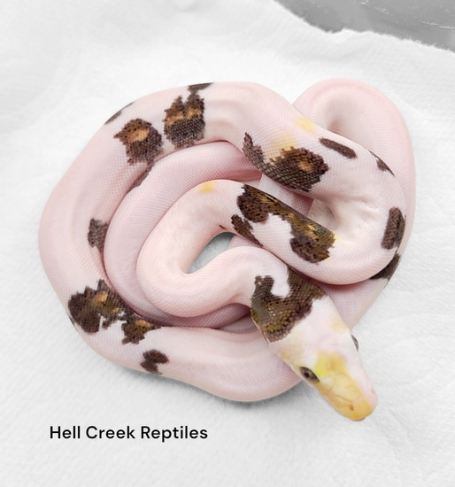 Kalatoa Super Dwarf PARADOX Super Phantom Tiger Possible Het Anery ...