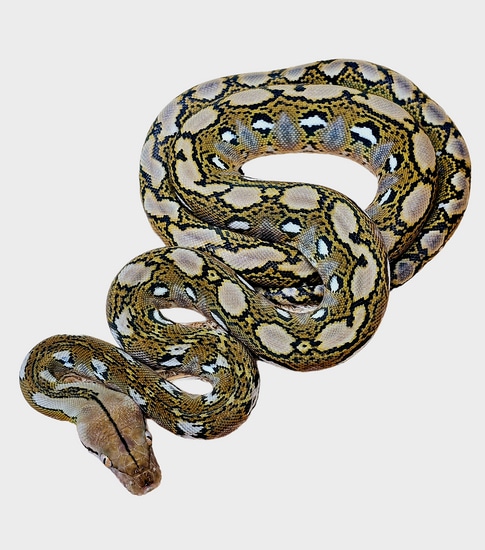 Kalaotoa HOGS From Calico Blood Reticulated Python by Hell Creek Reptiles