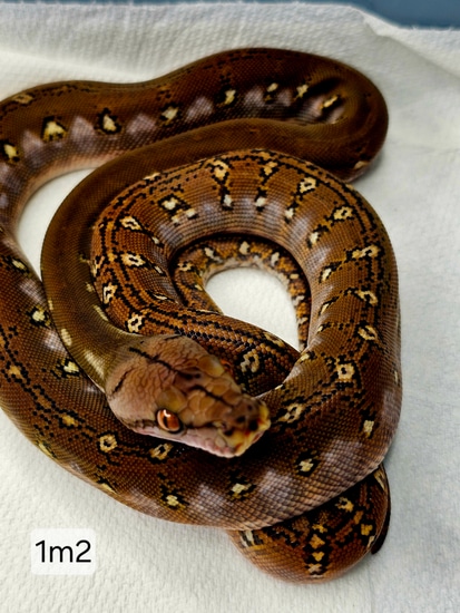 Kalaotoa Phantom Graniteback From Calico Blood Reticulated Python by ...
