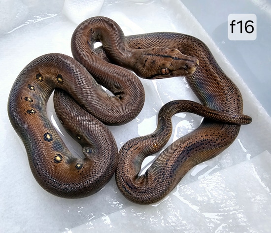 Kalaotoa Golden Child Graniteback From Calico Blood Reticulated Python ...