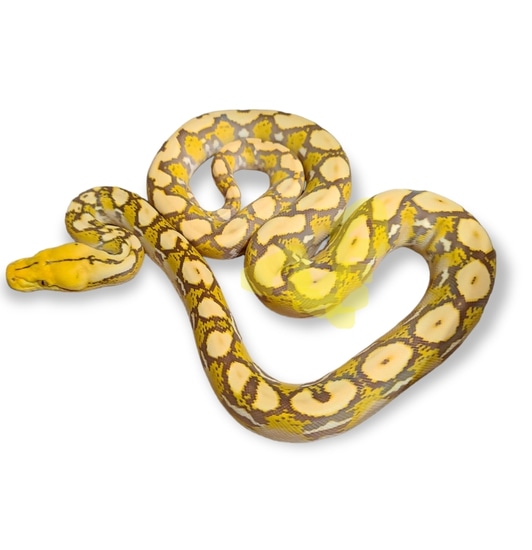 Orange Glow 100% Het Ocelot Reticulated Python by Hell Creek Reptiles