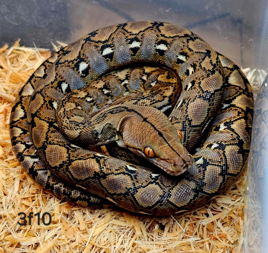 Kalaotoa Wild Type Reticulated Python by Hell Creek Reptiles