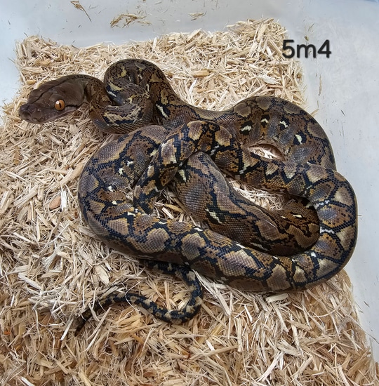 Kalaotoa Super Dwarf Wild Type 100% Het Indo Or Purple Poss Het Anery ...