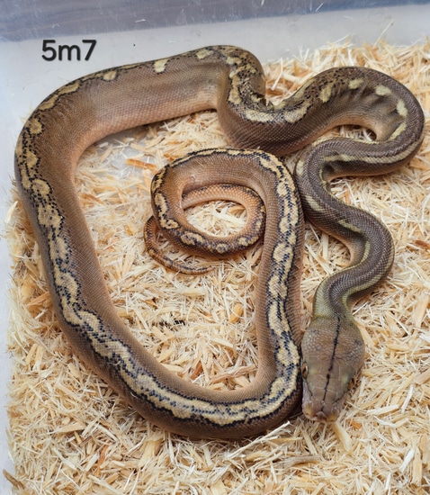 Kalaotoa Super Dwarf Phantom Sunfire 100% Het Indo / Purple Poss Het ...