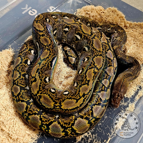 Kalaotoa HOGS From Calico Blood Reticulated Python by Hell Creek Reptiles