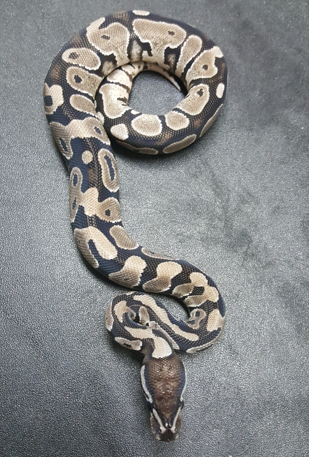 VPI Axanthic Ball Python by The Axanthic Project - MorphMarket