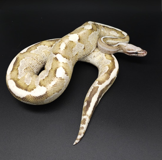 VPI Axanthic Vanilla Cream Ball Python by The Axanthic Project