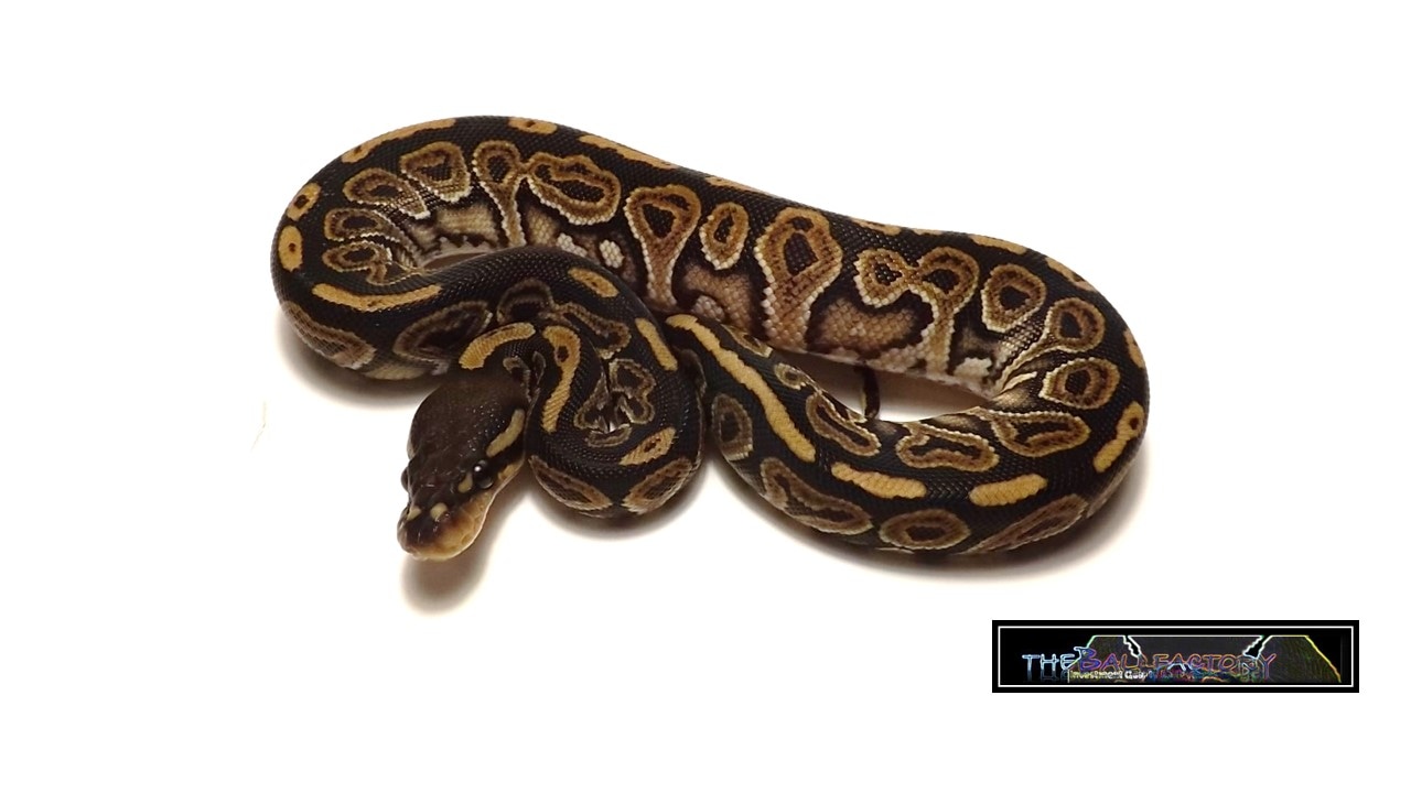 Huffman Het Red Axanthic Ball Python by tHEbALLfACTORY - MorphMarket