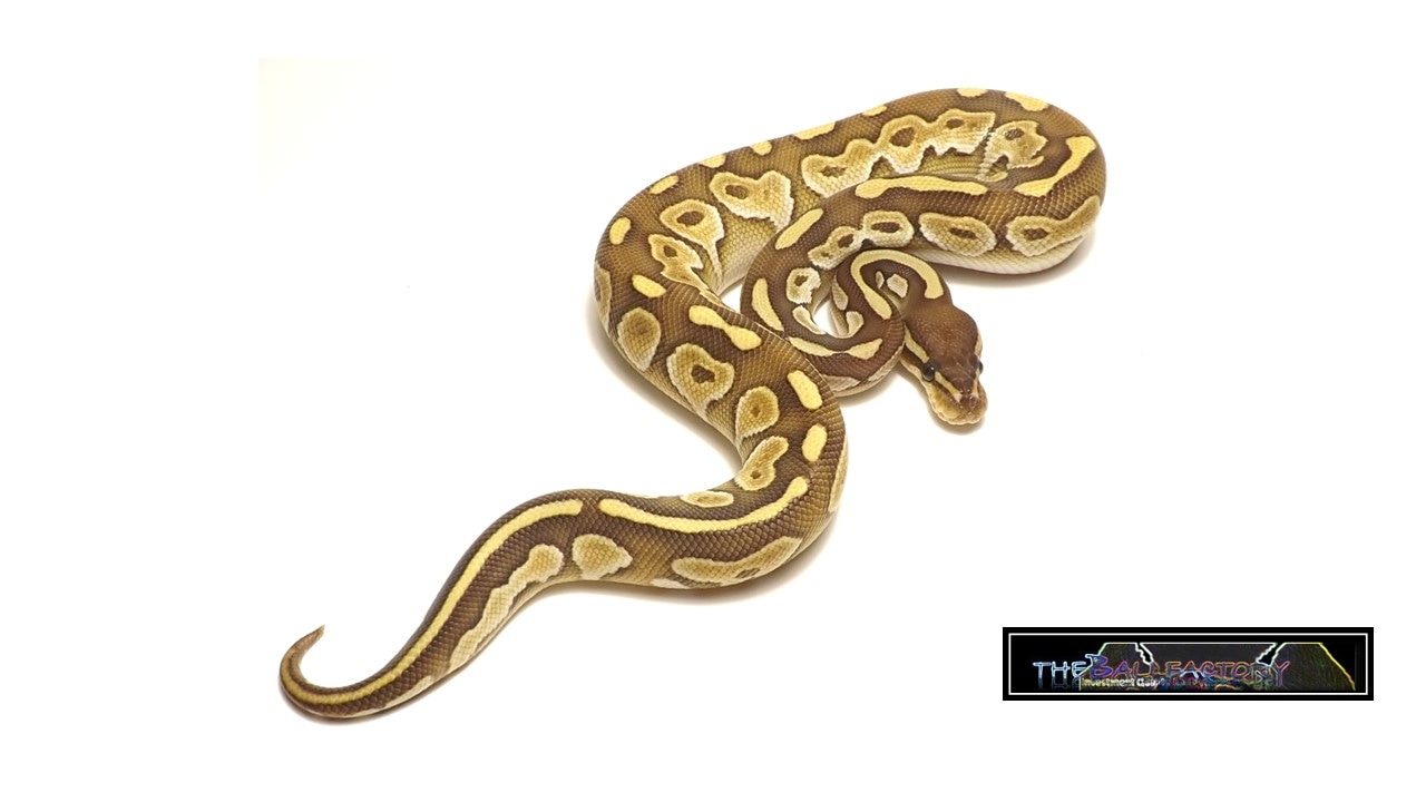 Huffman Lesser Ball Python by tHEbALLfACTORY MorphMarket