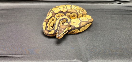 Blanchi Ball Python by The Ball Pit