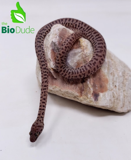 CB 2023 - Gemini Children's Python by The Bio Dude