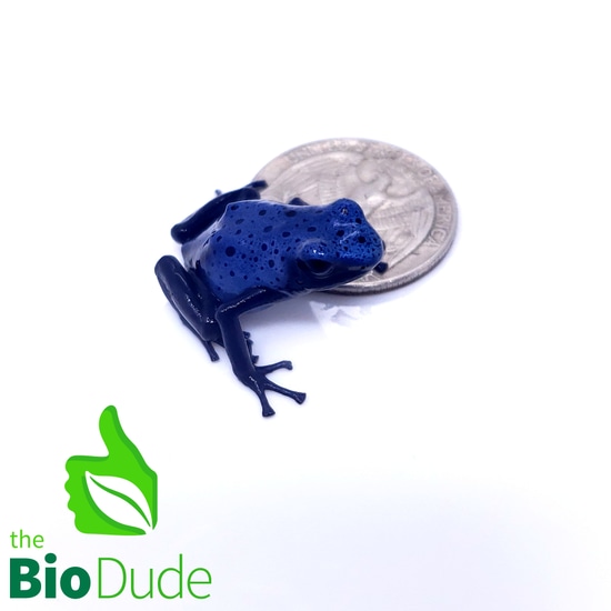 Dendrobates Tinctorius ‘Azureus’ Dyeing Dart Frog by The Bio Dude