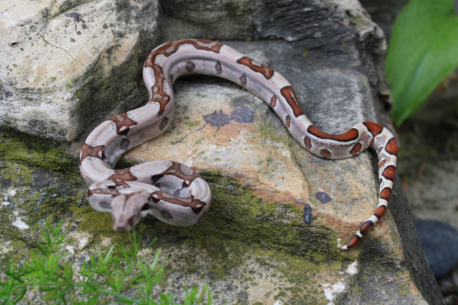 F8 Jungle Double Dose Pastels (RC Pastel And Unknown Pastel Lineage) 50