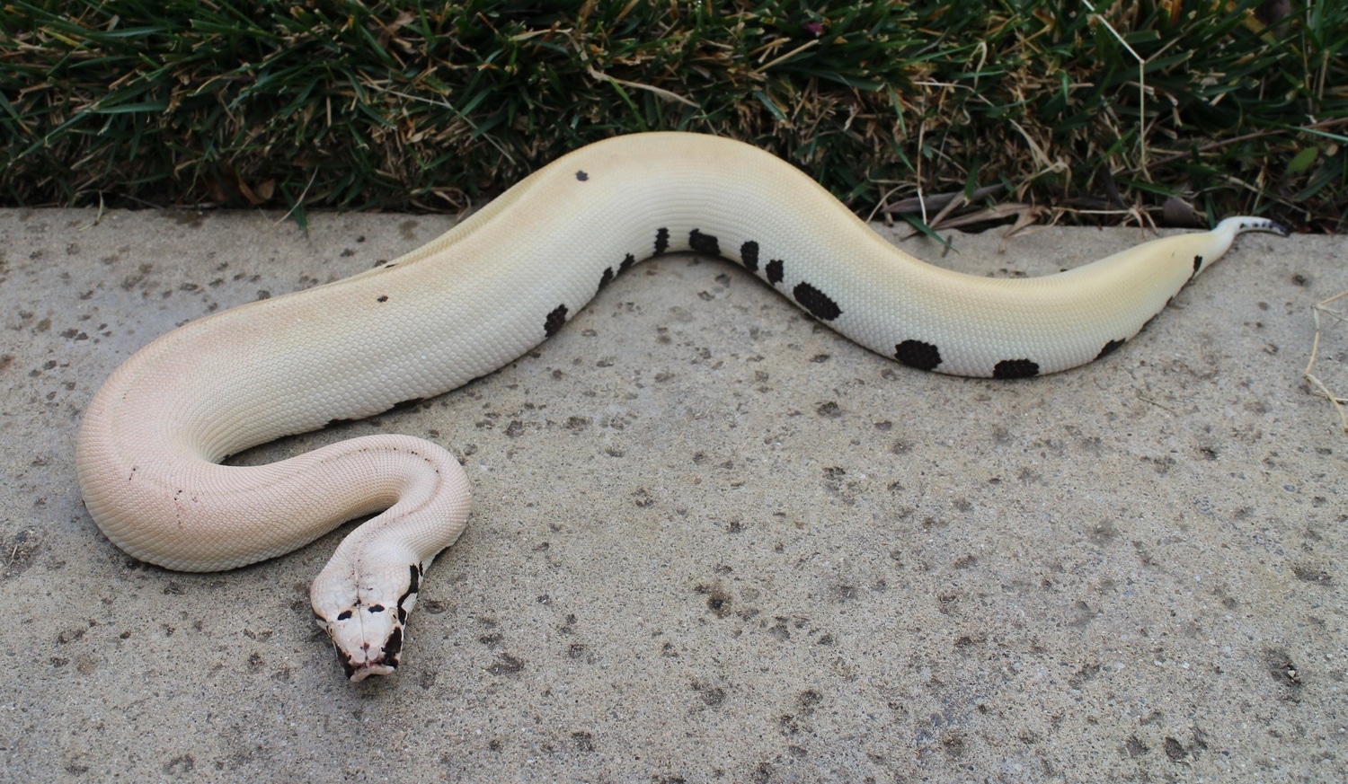Magpie Female 50% Het T+ Albino Blood Python by Richard Ceniceros ...