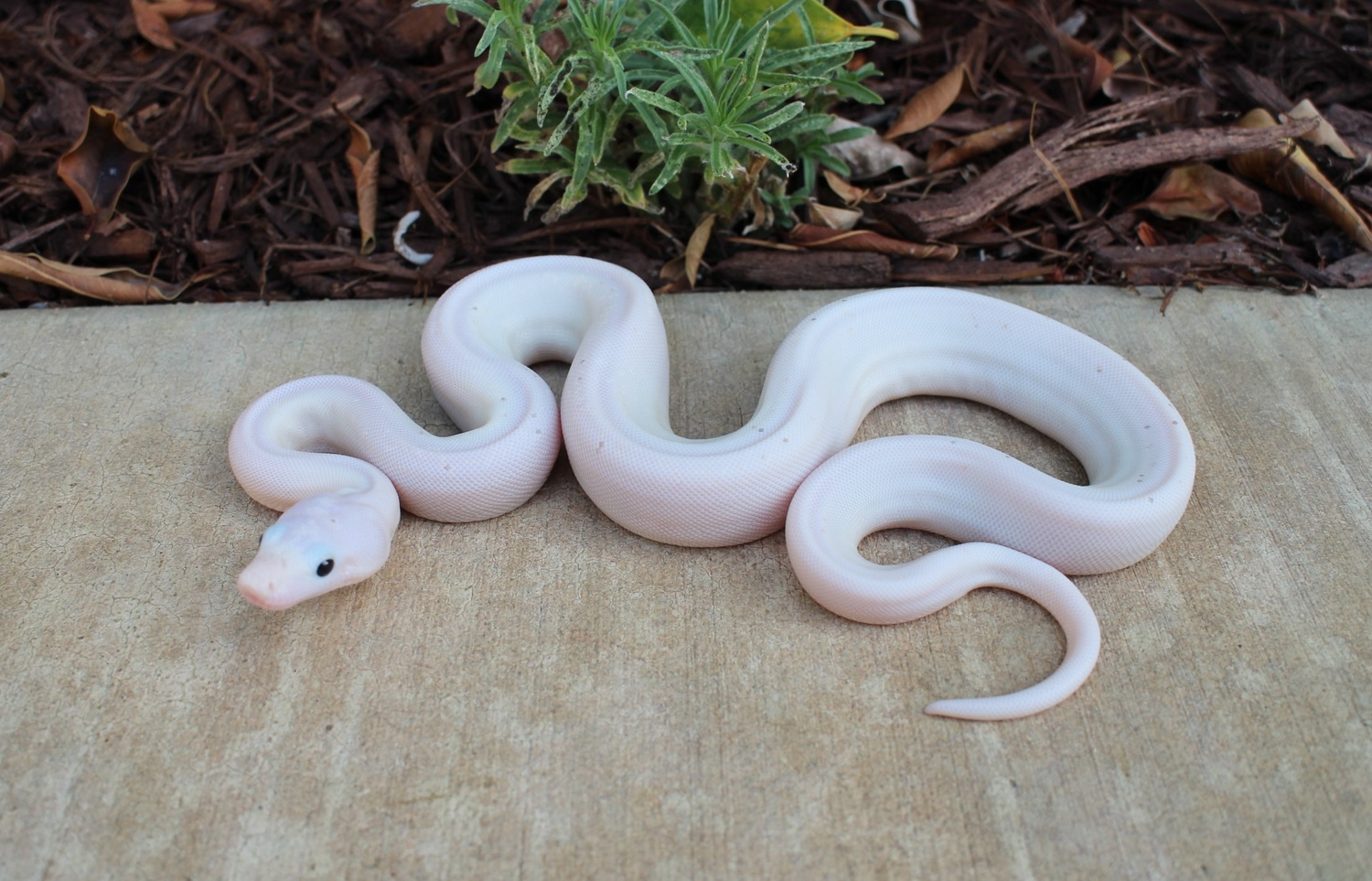 RC Pastel Line Super Fire Leucistic Boa Constrictor by Richard
