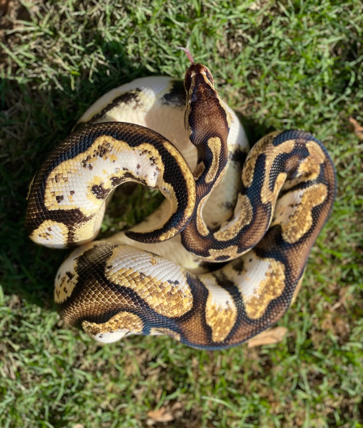 Pastel Calico Ball Python by The Breeding Laboratory - MorphMarket