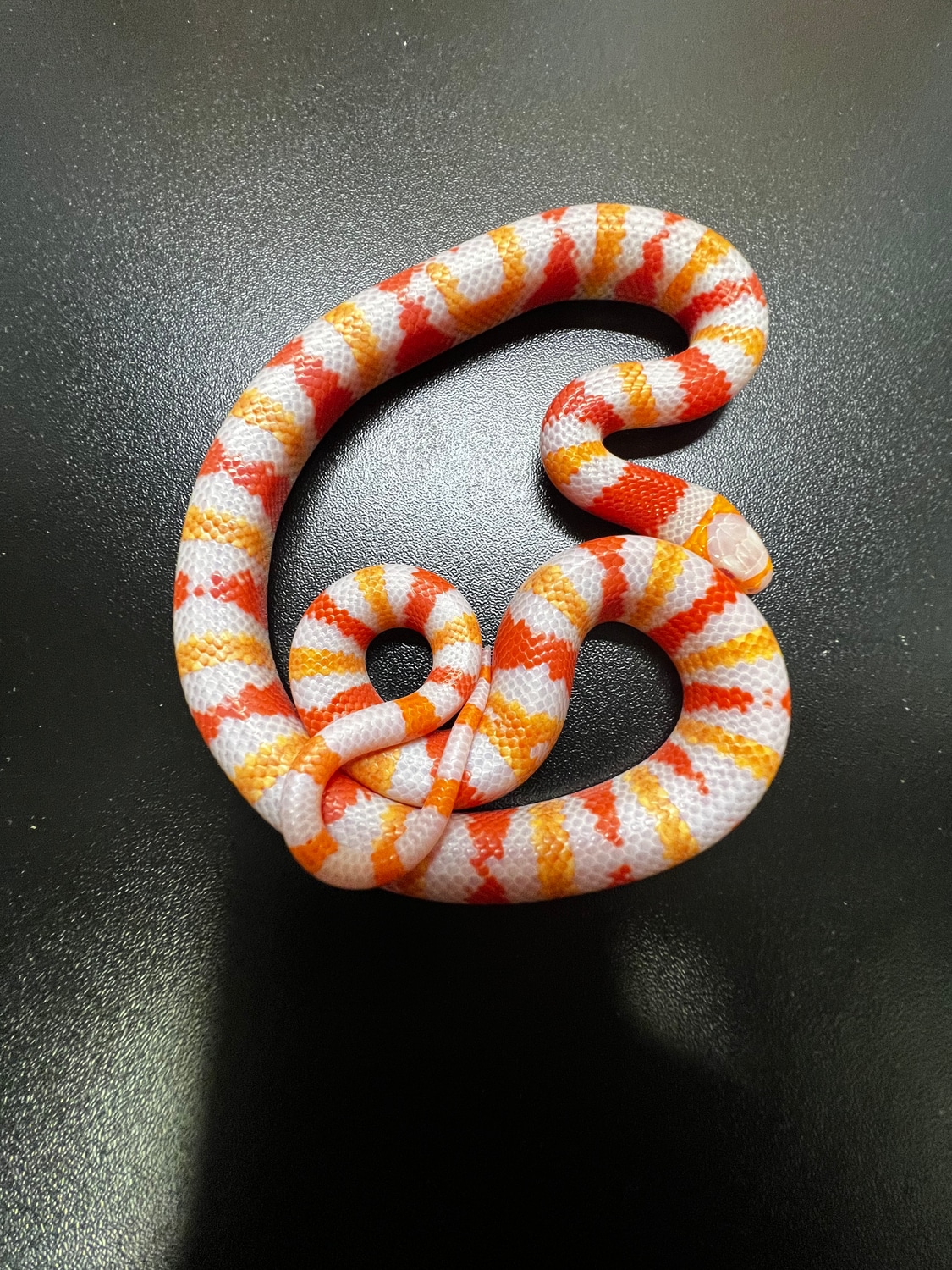Picture Idea: High White Albino Tangerine Honduran Milk Snake By The Breeding