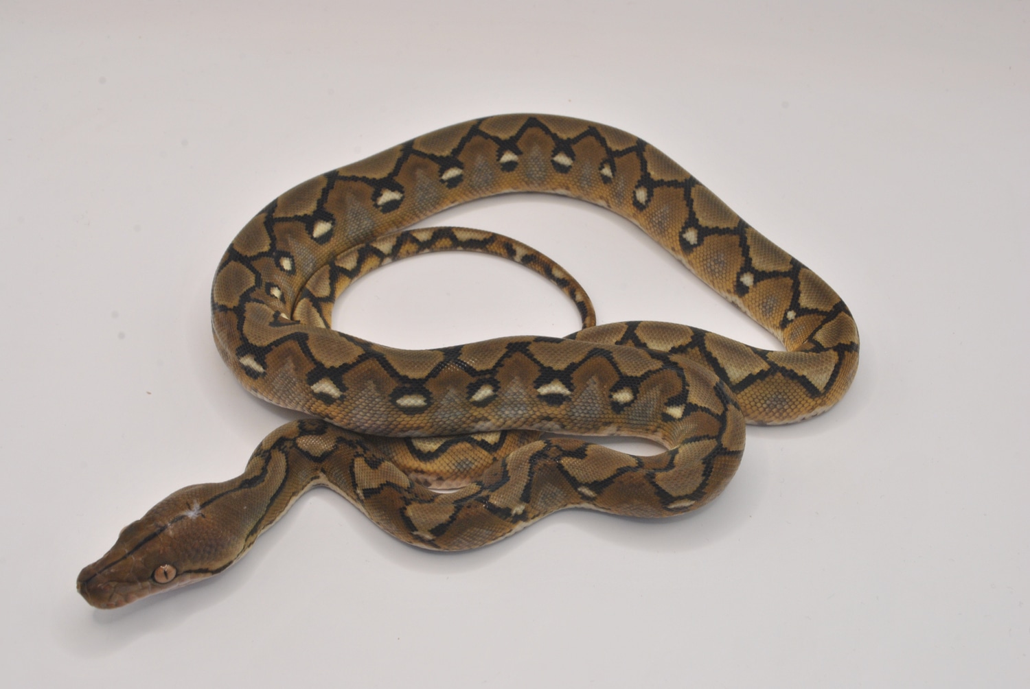 25% SD Sunfire Het Anery Pos Het Snow Reticulated Python by The ...