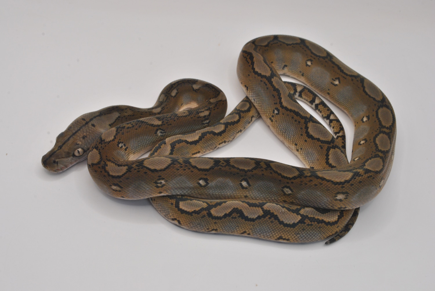 25% SD Motley Het Anery Pos Het Snow Reticulated Python by The Breeding ...