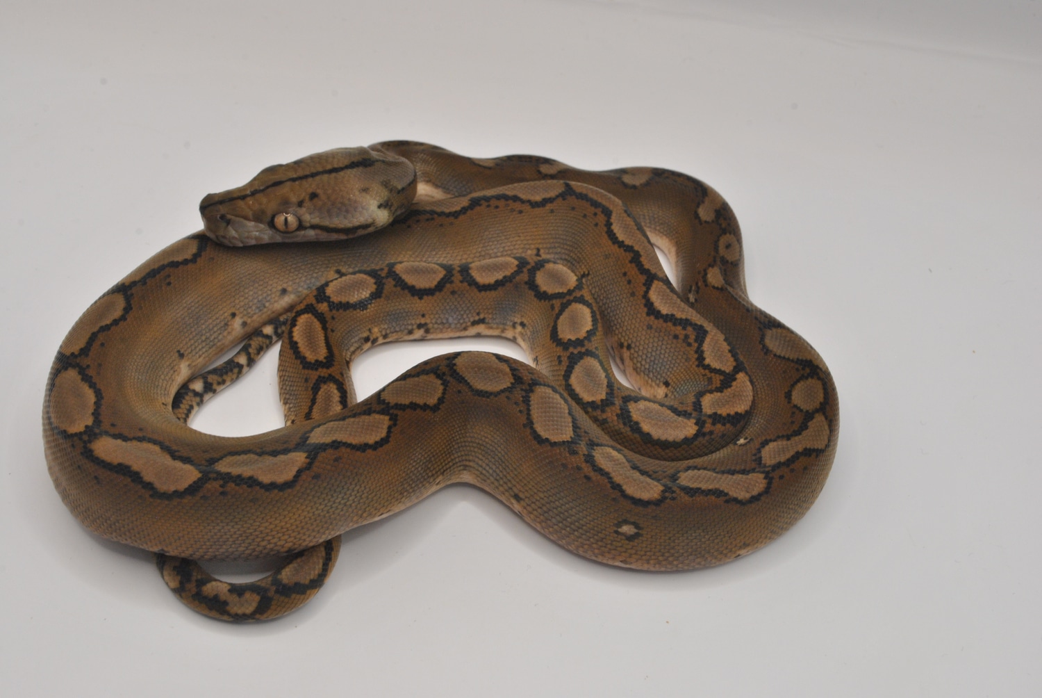 25% SD Motley Het Anery Pos Het Snow Reticulated Python by The Breeding ...