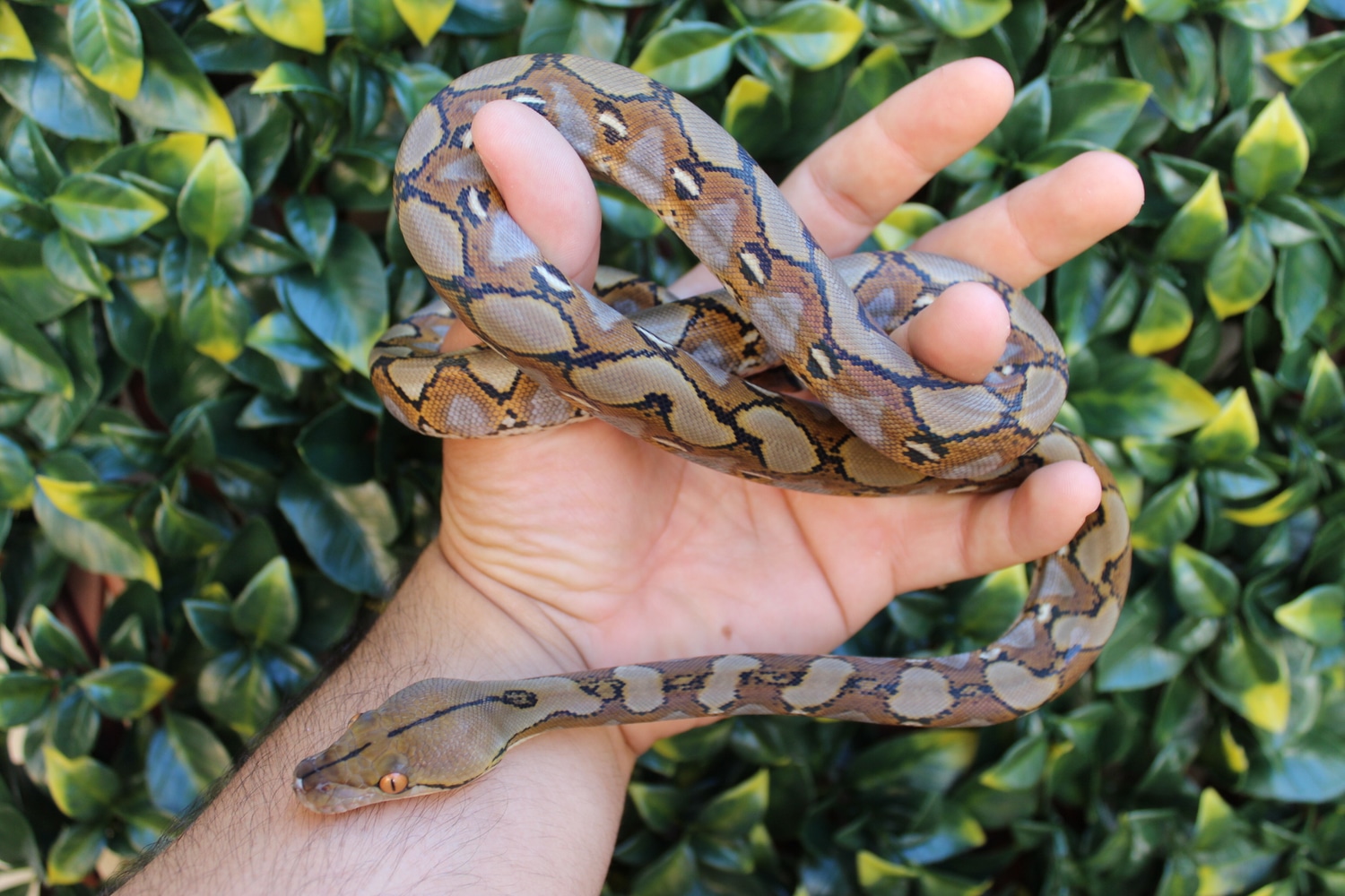 Super Dwarf Normal Reticulated Python by The Breeding Laboratory ...