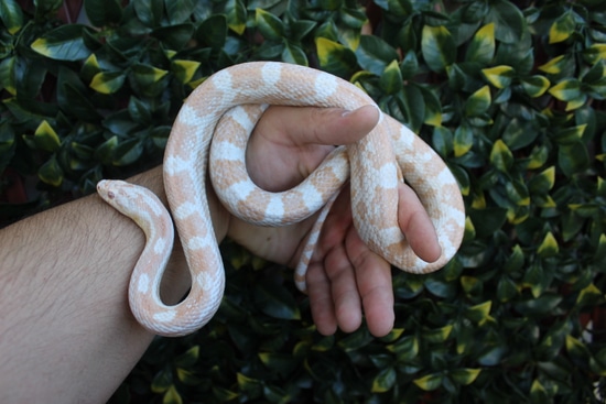 Pink Snow Corn Corn Snake by The Breeding Laboratory