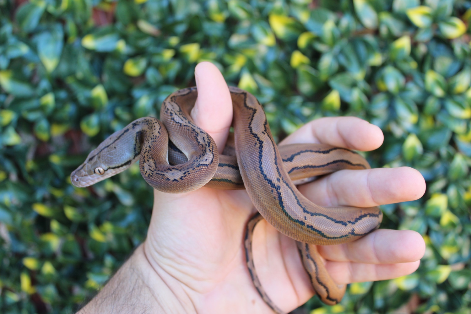Sunfire Motley Reticulated Python by The Breeding Laboratory - MorphMarket