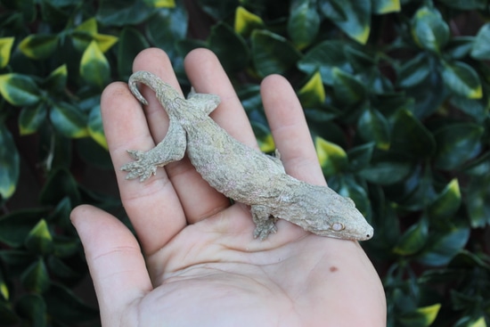 Nuu Ana X Nuu Ami Leachianus Gecko by The Breeding Laboratory