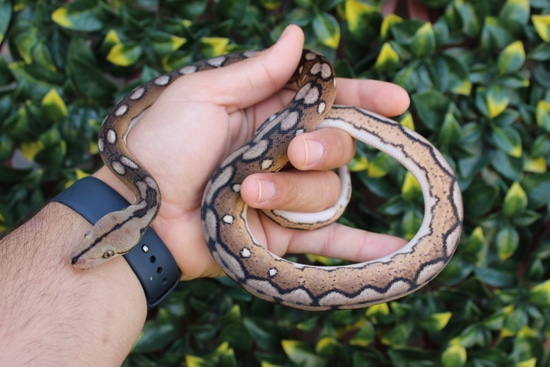 Kalatoah Tiger Reticulated Python (25% Kalatoa) Motley Tiger Het Anery Reticulated Python by The Breeding ...