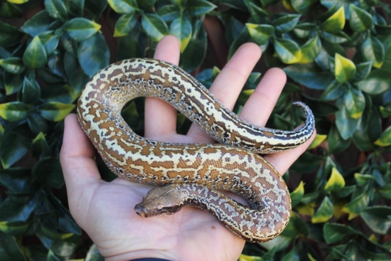 Batik Blood Python by The Breeding Laboratory