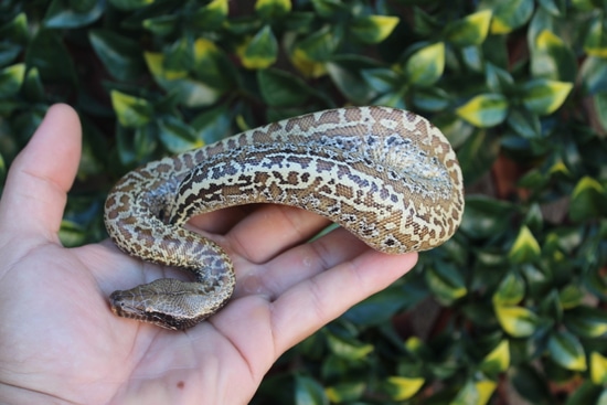 Batik Blood Python by The Breeding Laboratory