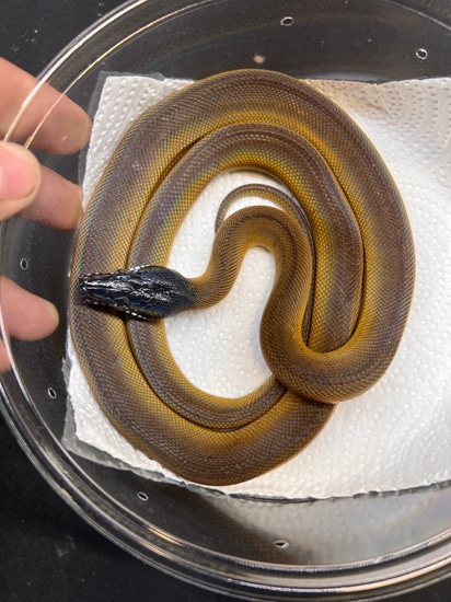 Northern White Lipped Python White-Lipped Python by The Breeding Laboratory