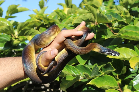 Adult RTB White Lipped Python White-Lipped Python by The Breeding ...