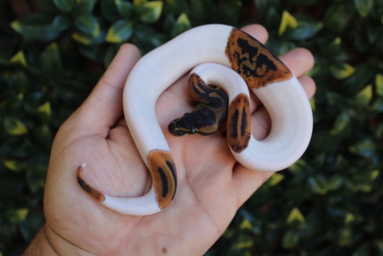 Mahogany Leopard Pied Ball Python by The Breeding Laboratory
