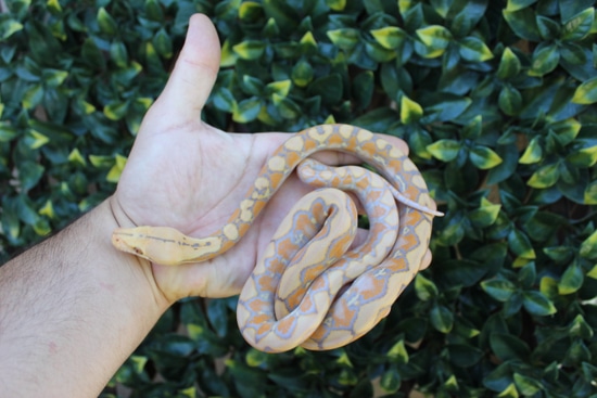 37.5% Kalatoa/Selayer Purple Albino Het Snow Reticulated Python by The ...