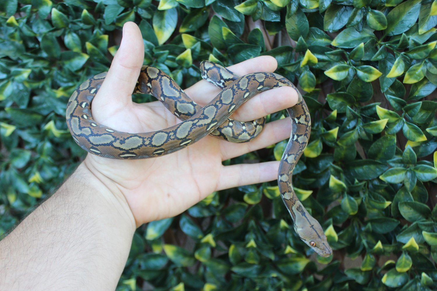 37.5% Kalatoa/Selayer Het Snow (Anery Purple/Mocha)